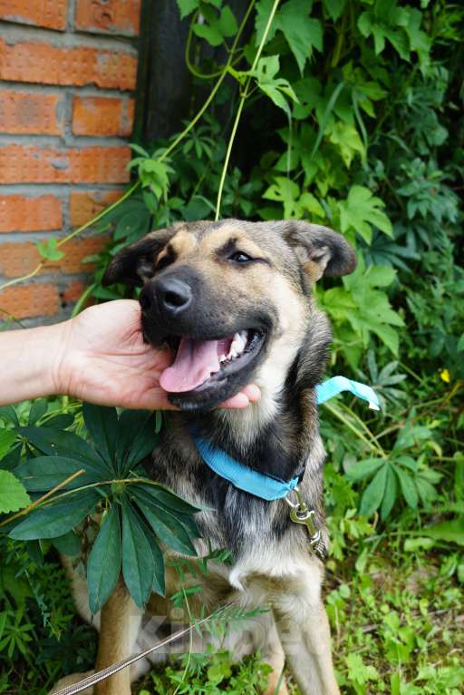 Собаки в Москве: Солджер, самый лучший молодой пес в добрые руки! Мальчик, Бесплатно - фото 4