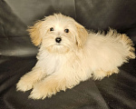 Собаки в Москве: Мальтипу щенок мальчик Мальчик, 80 000 руб. - фото 2