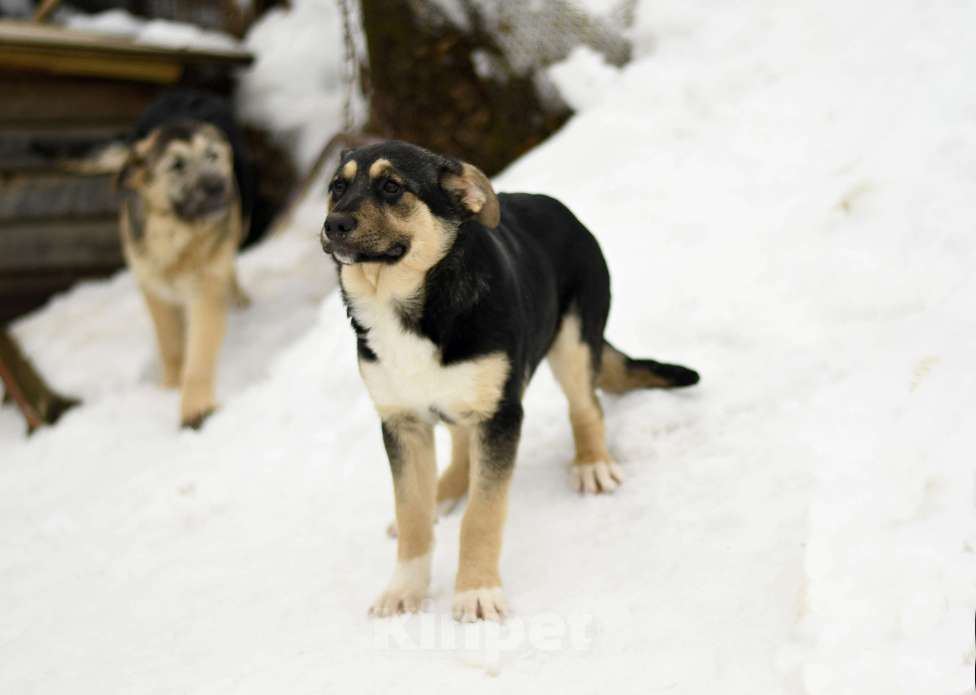 Собаки в других городах Московской области: щенок Ника ищет семью Девочка, Бесплатно - фото 4