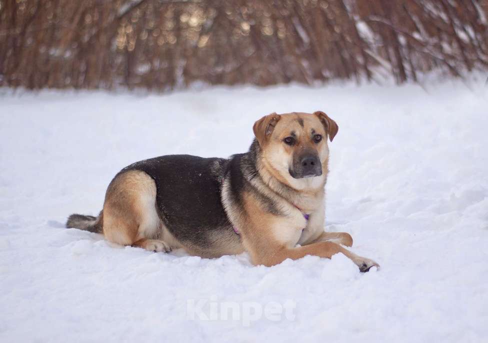 Собаки в Москве: Небольшая весёлая Комета в поисках дома Девочка, Бесплатно - фото 6
