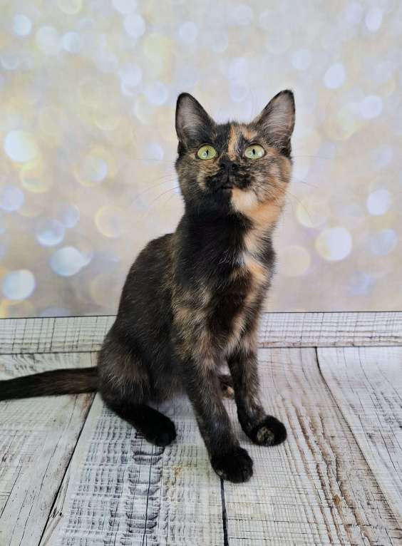 Кошки в Москве: Черепаховый котёнок в добрые руки  Девочка, Бесплатно - фото 2