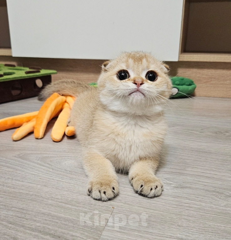 Кошки в Москве: Клубный красавчик Мальчик, Бесплатно - фото 1