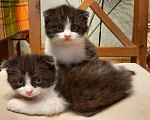 Кошки в Гатчине: Котята мальчики метисы от вислоухой шотландской Мальчик, 2 500 руб. - фото 3