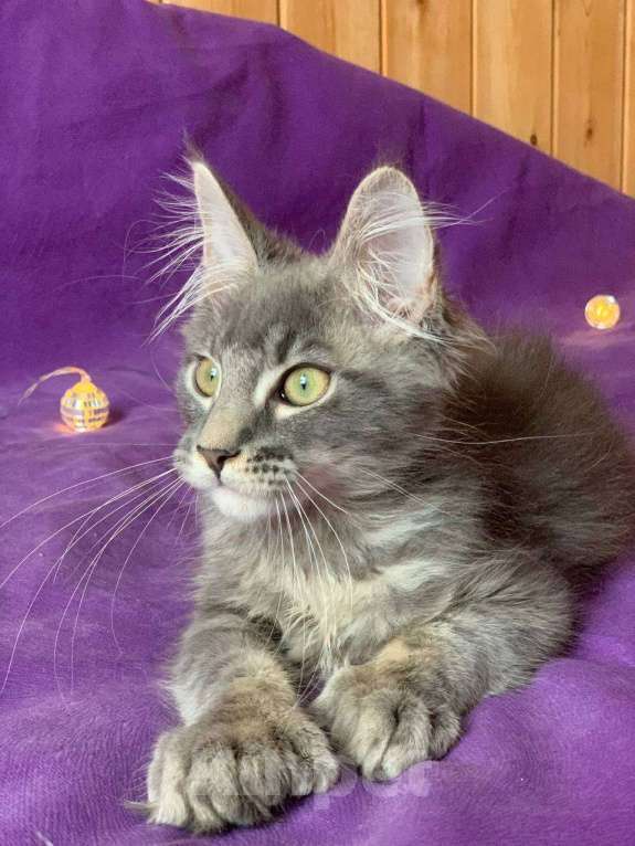 Кошки в Челябинске: КОТЕНОК МЕЙН-КУН ПОЛИДАКТ  Мальчик, Бесплатно - фото 1