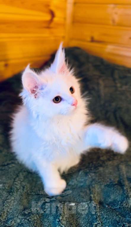 Кошки в Москве: Мейнкун белый полидакт Мальчик, 50 000 руб. - фото 3