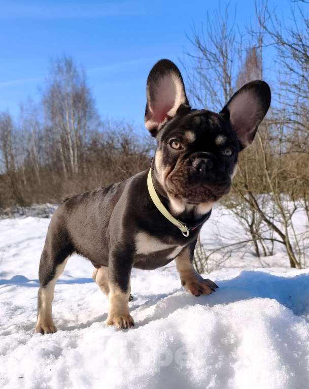 Собаки в других городах Московской области: Щенки французского бульдога Мальчик, 30 000 руб. - фото 2