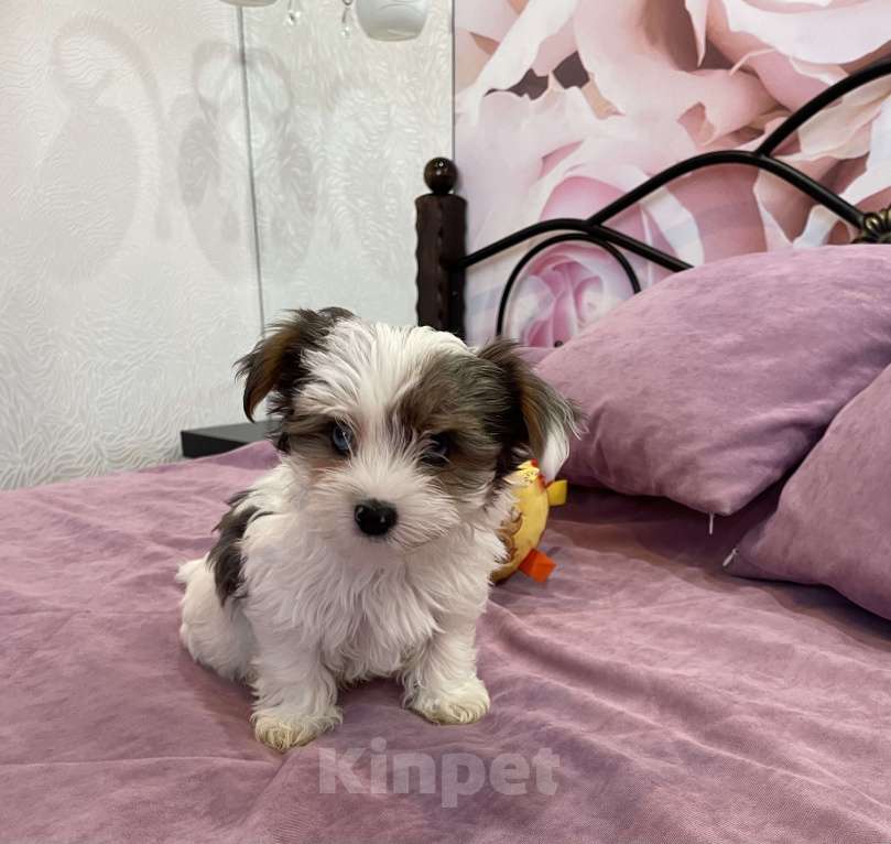 Собаки в Дзержинске: Щенки бивер-йорка Разнополые, 25 000 руб. - фото 2