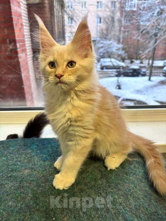 Кошки в Санкт-Петербурге: котенок мейн-кун# Мальчик, 50 000 руб. - фото 3