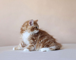 Кошки в Серпухове: Фуксия Русские Цветы Курильский Бобтейл Девочка, 50 000 руб. - фото 3