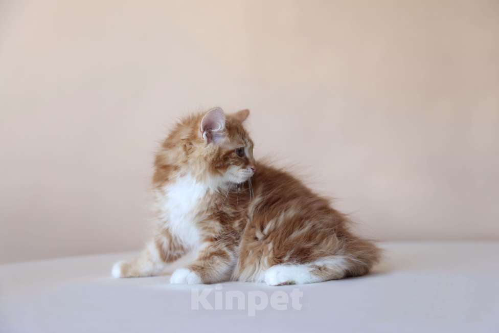 Кошки в Серпухове: Фуксия Русские Цветы Курильский Бобтейл Девочка, 50 000 руб. - фото 3