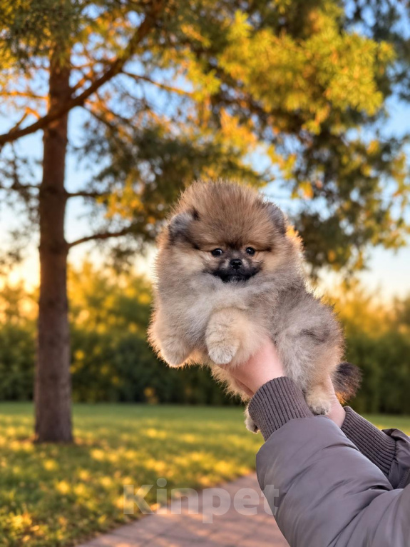 Собаки в Москве: Супер мини девочка Девочка, Бесплатно - фото 3