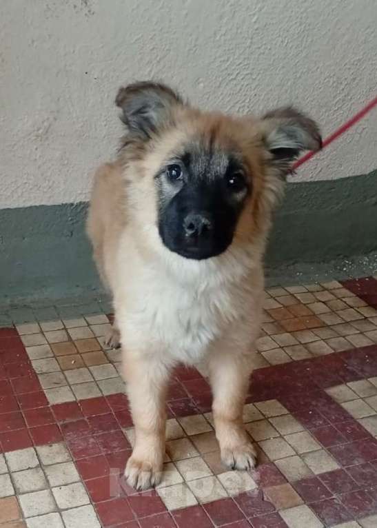 Собаки в Москве: Щенок Герда в дар Девочка, 1 руб. - фото 1