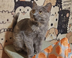 Кошки в Москве: Котенок Бусинка ищет дом Девочка, Бесплатно - фото 1