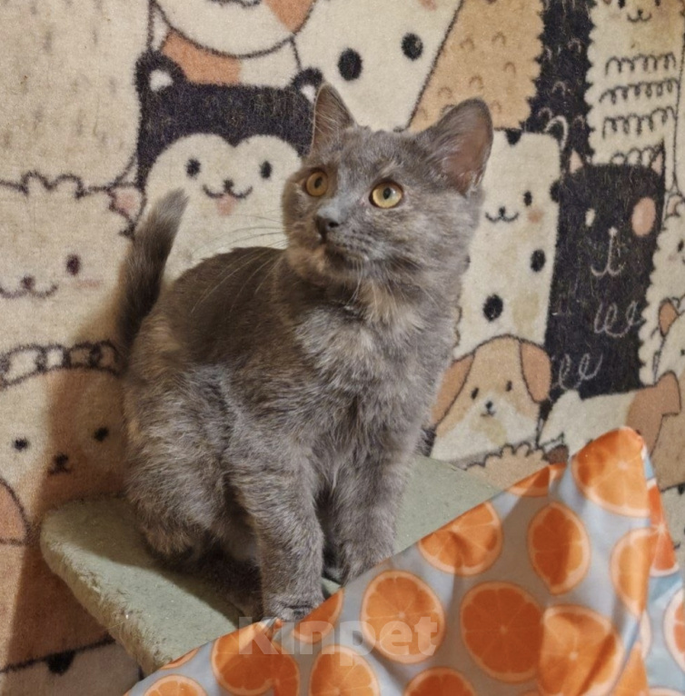 Кошки в Москве: Котенок Бусинка ищет дом Девочка, Бесплатно - фото 1