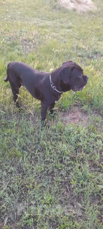 Собаки в Джанкое: Продажа собаки  Мальчик, 20 000 руб. - фото 2