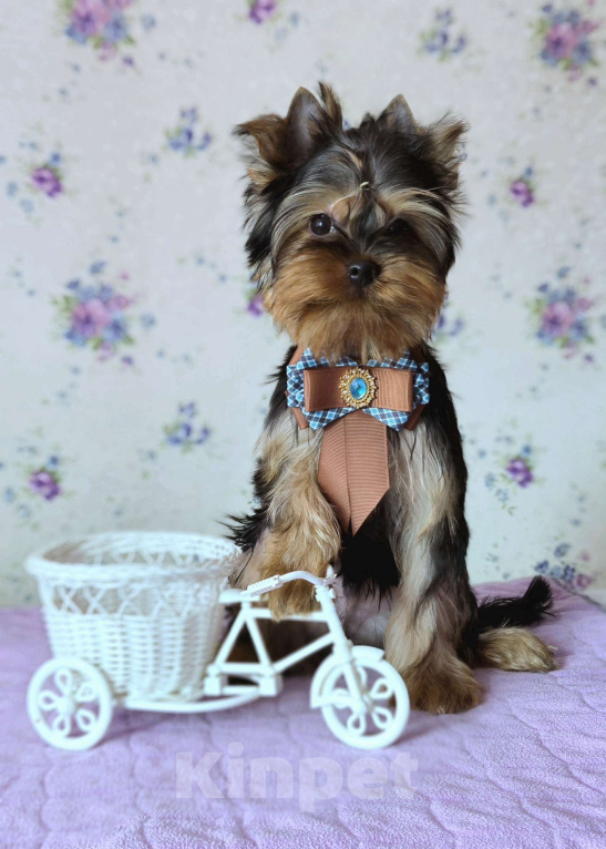 Собаки в Балашихе: Щенок йоркширского терьера Мальчик, Бесплатно - фото 2