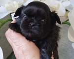 Собаки в других городах Московской области: Щенок ши тцу Мальчик, Бесплатно - фото 1