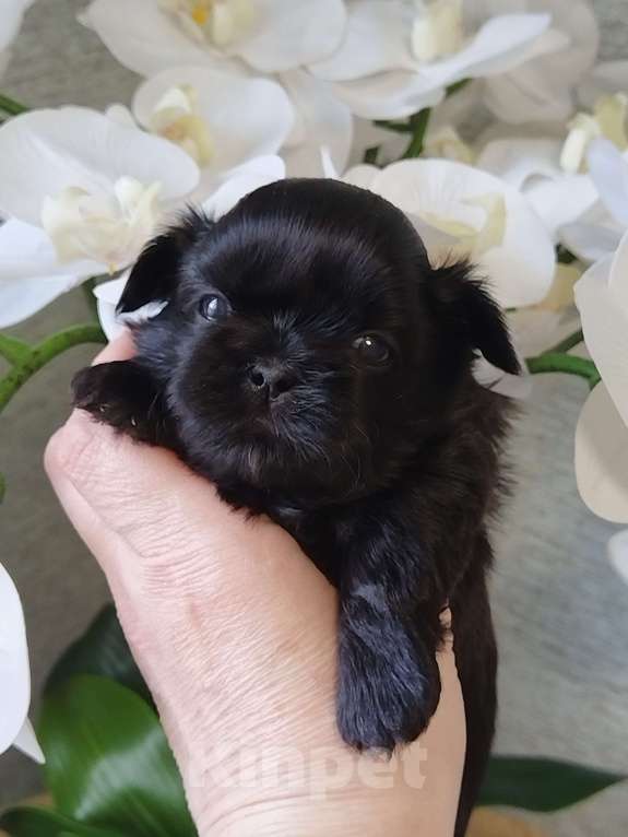 Собаки в других городах Московской области: Щенок ши тцу Мальчик, Бесплатно - фото 1