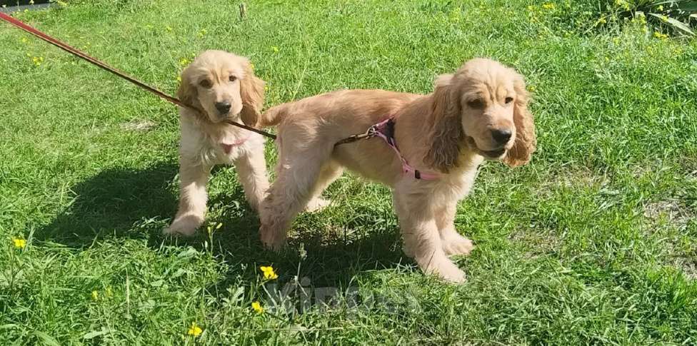 Собаки в Анапе: Английский кокер спаниель Адара Девочка, 23 000 руб. - фото 3