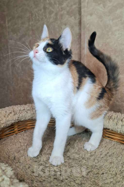 Кошки в Москве: Яркий котёнок в добрые руки  Девочка, Бесплатно - фото 4