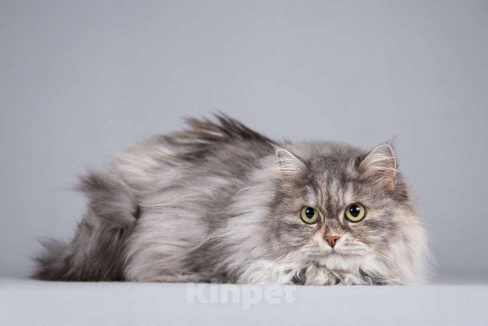 Кошки в Москве: Пушистая ласковая кошка Дымка в добрые руки Девочка, 1 руб. - фото 3