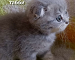 Кошки в Краснодаре: Шотландский вислоухий мальчик Мальчик, 12 000 руб. - фото 4