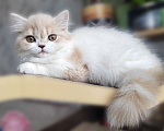 Кошки в Нижнем Новгороде: Шотландский кремовый кот  Мальчик, 30 000 руб. - фото 3