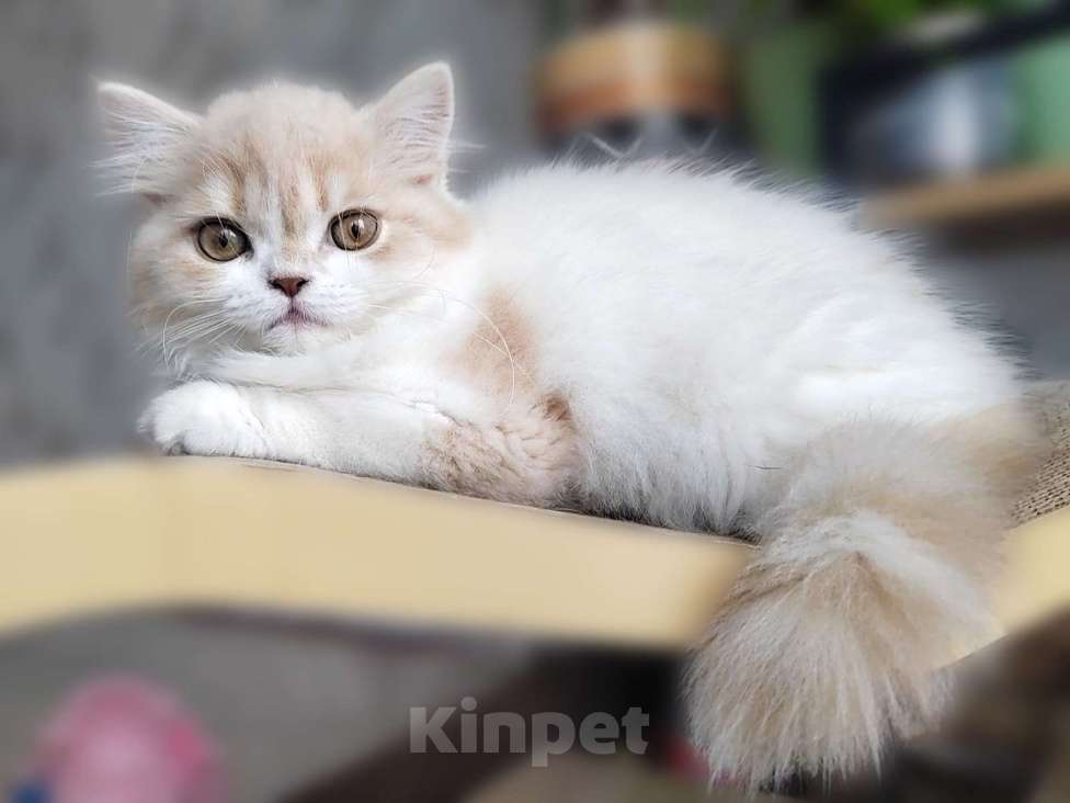 Кошки в Нижнем Новгороде: Шотландский кремовый кот  Мальчик, 30 000 руб. - фото 3