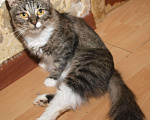Кошки в Москве: Сибирская кошка полосатая кошка Ватрушка (метис), Бесплатно - фото 2