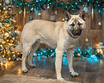 Собаки в Москве: Метис американской акиты Миша в дар Мальчик, Бесплатно - фото 4