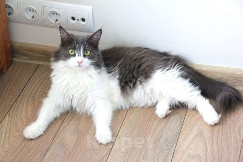 Кошки в Москве: Ява Девочка, 300 руб. - фото 4