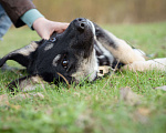 Собаки в Москве: Щенок настоящий друг и компаньон для семьи Девочка, Бесплатно - фото 3