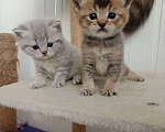 Кошки в Туле: Скоттиш-страйт🐱 шотландские котята с редким окрасом.С набивной плюшевой шёрсткой. Рождены 9 мая . Мальчик, 7 000 руб. - фото 4