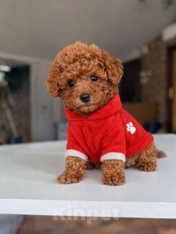 Собаки в Новосибирске: Той-пудель, щенок Девочка, 150 000 руб. - фото 1