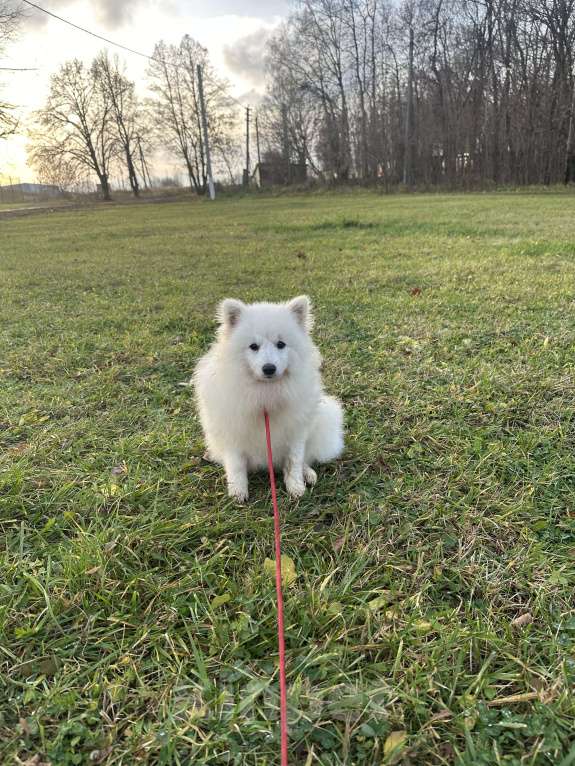 Собаки в Москве: Энри Петто Из Воронцовского Дворца  Мальчик, 50 000 руб. - фото 2