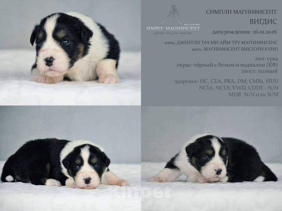 Собаки в других городах Московской области: щенки австралийской овчарки (аусси) РКФ Разнополые, 50 000 руб. - фото 2