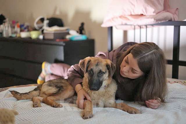 Собаки в Санкт-Петербурге: Ваш самый лучший друг, щенок-подросток Бруно в добрые руки Мальчик, Бесплатно - фото 1