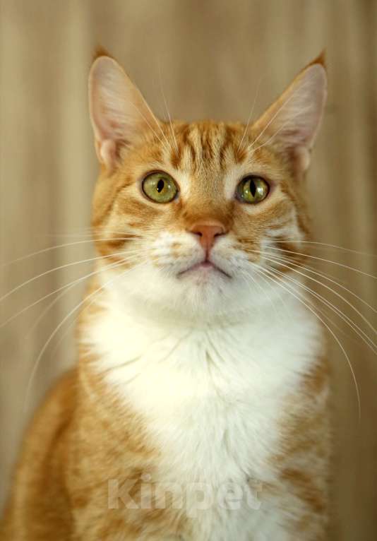 Кошки в Санкт-Петербурге: Котик Твити Мальчик, Бесплатно - фото 1