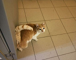 Кошки в Набережных Челнах: Найдена кошка,   Девочка, Бесплатно - фото 3