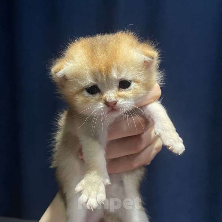 Кошки в Новороссийске: Котята шотландские вислоухие Девочка, 25 000 руб. - фото 1