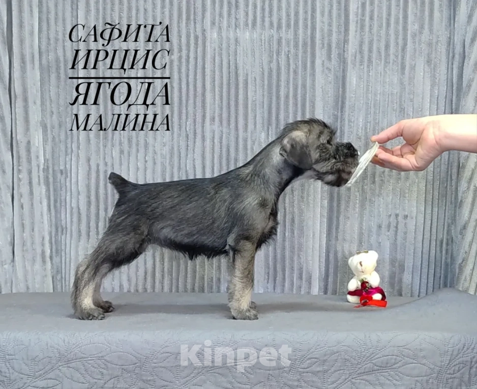 Собаки в других городах Омской области: Щенок Миттельшнауцера Ягода Малина Девочка, 45 руб. - фото 2