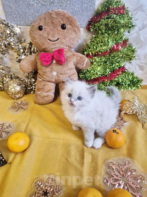 Кошки в Москве: Милейшая девочка Рэгдолл  Девочка, 85 000 руб. - фото 4