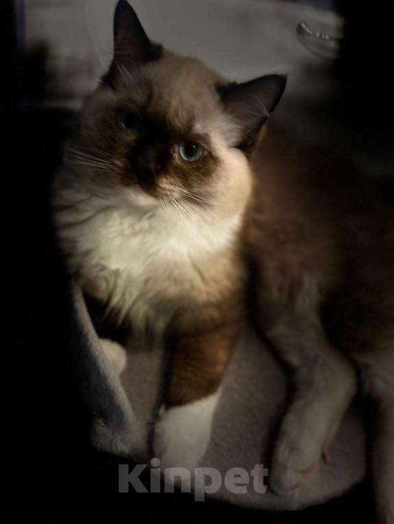 Кошки в Московском: Кот рэгдолл Мальчик, 85 000 руб. - фото 8