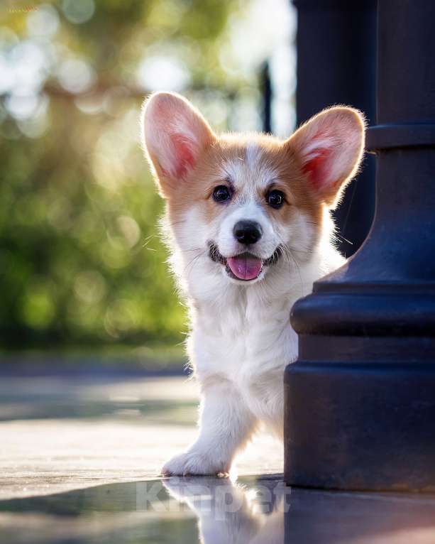 Собаки в Рыбинске: Продаю щенка вельш корги пемброк Девочка, Бесплатно - фото 4