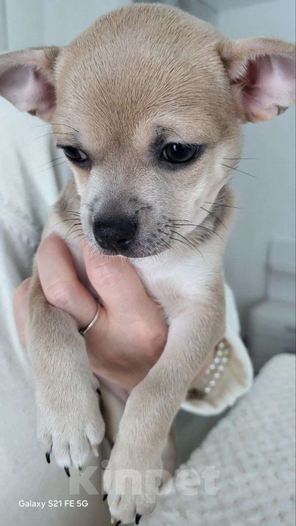 Собаки в Москве: Чихуахуа девочка крупная Девочка, 45 000 руб. - фото 3