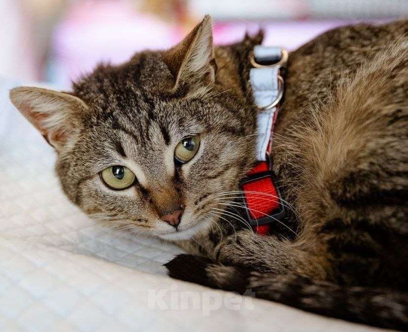Кошки в Химках: Алиска ищет дом Девочка, Бесплатно - фото 8