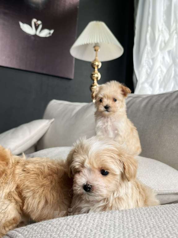 Собаки в Санкт-Петербурге: Мальтипу f1 мини Девочка, 150 000 руб. - фото 4