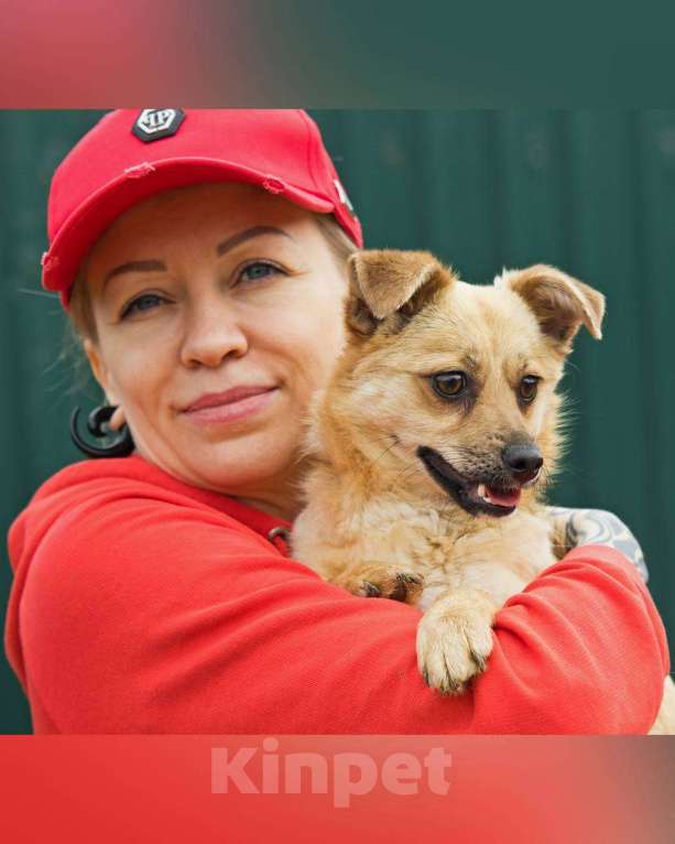 Собаки в других городах Московской области: Тэя :) 5 кг в добрые руки Девочка, Бесплатно - фото 8