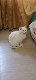 кошка Вита ищет дом