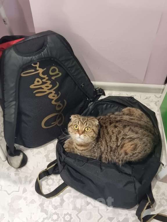 Кошки в Сочи: Домашняя шотландская вислоухая кошка Милашка  Девочка, Бесплатно - фото 2